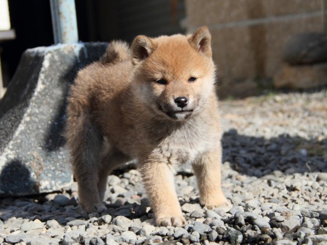 IMG_2396-shibainu-koinu