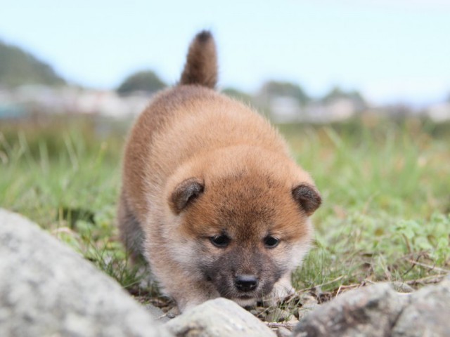 IMG_2405-shibainu-koinu