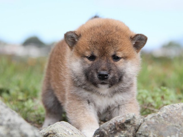 IMG_2411-shibainu-koinu