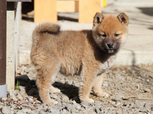 IMG_2419-shibainu-koinu