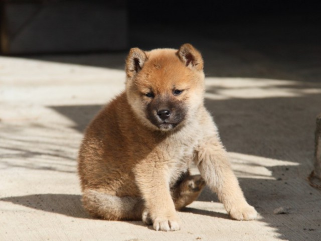 IMG_2427-shibainu-koinu