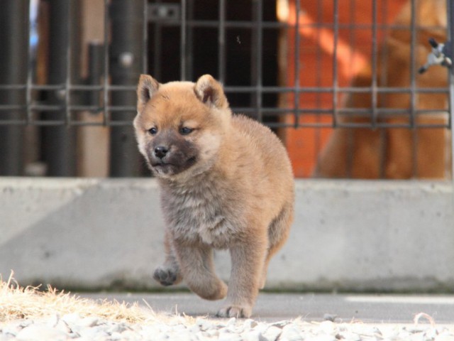 IMG_2462-shibainu-koinu