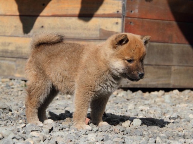 IMG_2482-shibainu-koinu