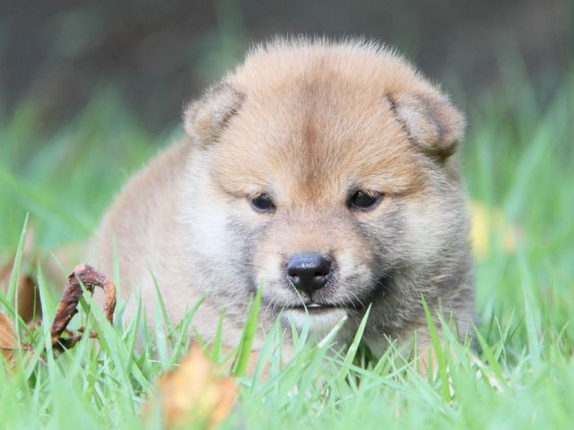 IMG_2488-shibainu-puppy