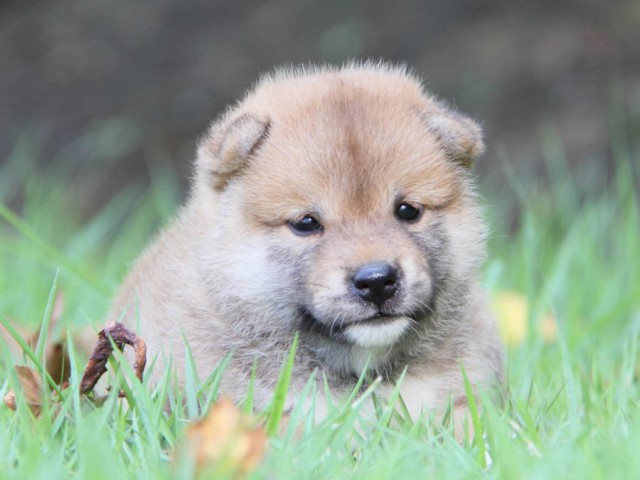 IMG_2496-shibainu-puppy