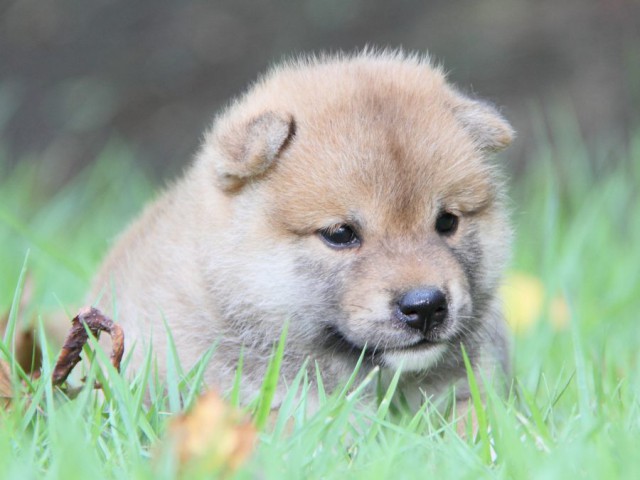 IMG_2505-shibainu-puppy