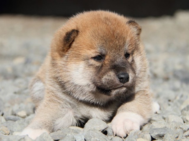 IMG_2604-shibainu-koinu