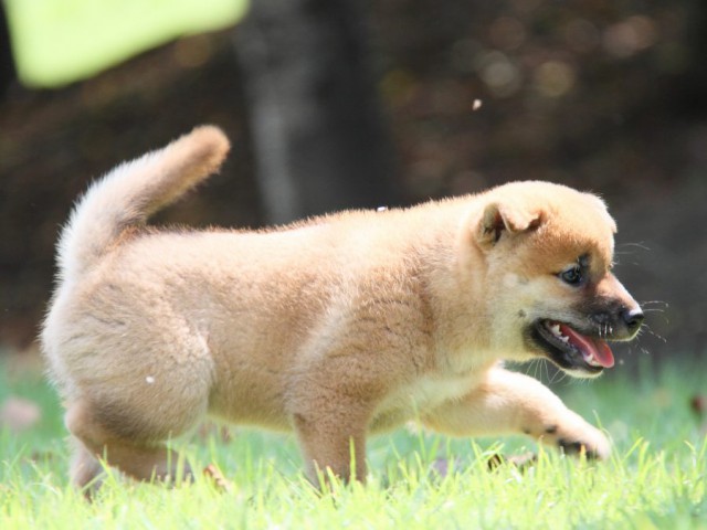 IMG_2624-shibainu-puppy