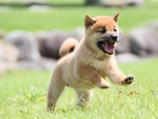 IMG_2663-shibainu-puppy