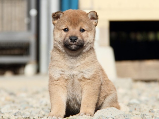 IMG_2737-shibainu-koinu