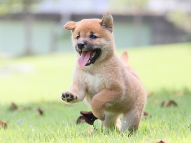 IMG_2741-shibainu-puppy