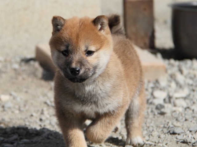 IMG_2753-shibainu-koinu