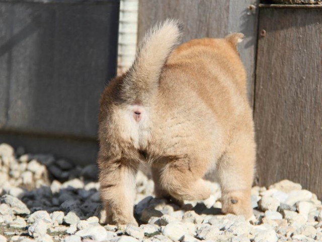 IMG_2757-shibainu-koinu