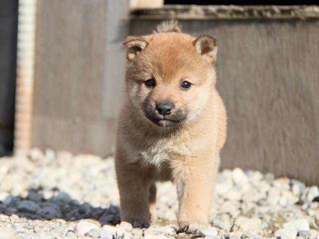 IMG_2761-shibainu-koinu