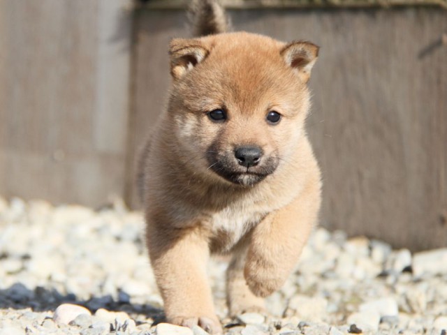 IMG_2763-shibainu-koinu