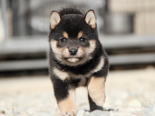 IMG_2791-shibainu-koinu