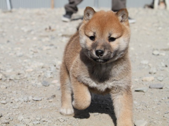 IMG_2792-shibainu-koinu