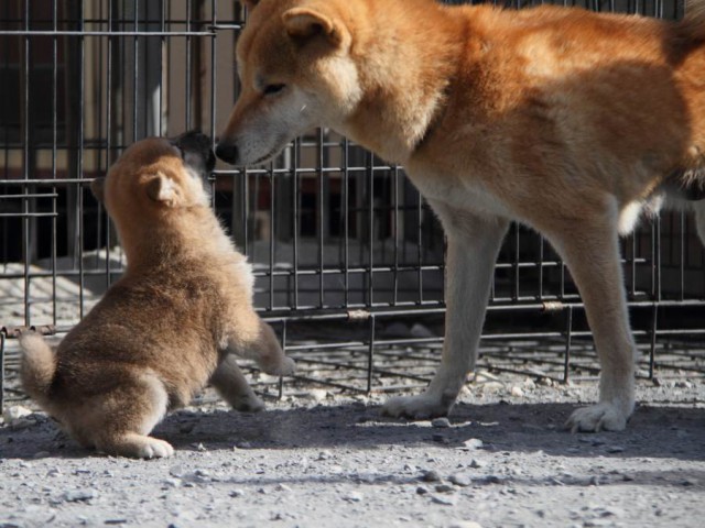 IMG_2801-shibainu-koinu