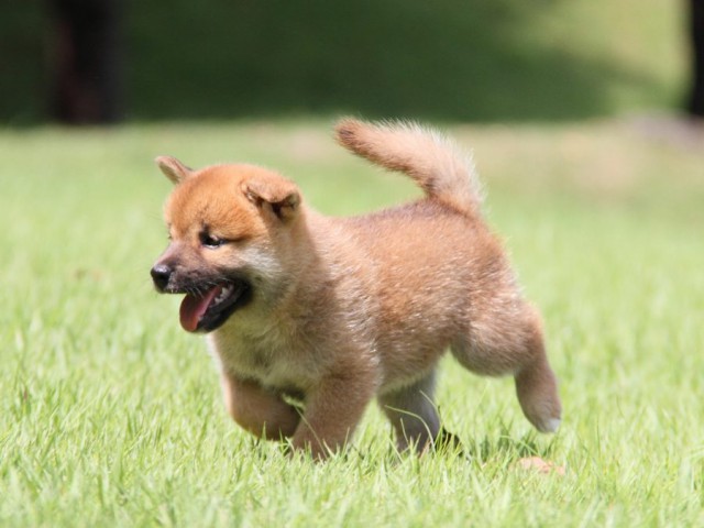 IMG_2817-shibainu-puppy