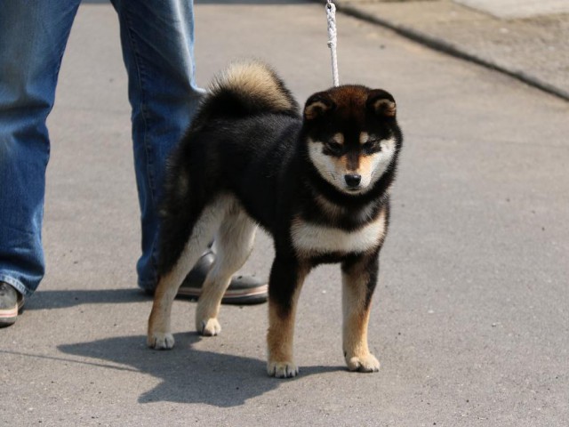 IMG_2821-shiba-puppy