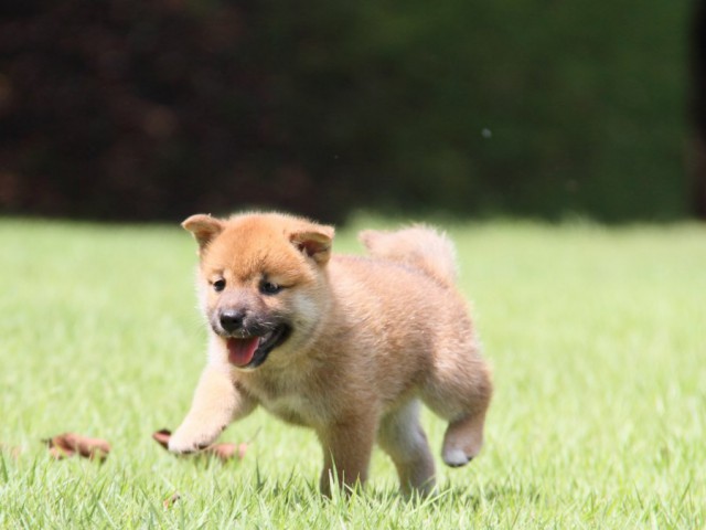 IMG_2821-shibainu-puppy