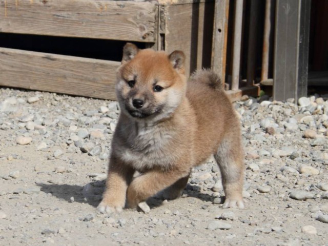 IMG_2835-shibainu-koinu