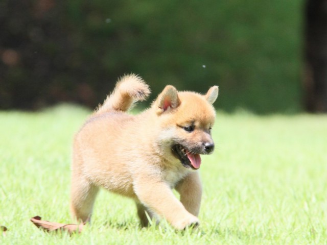 IMG_2840-shibainu-puppy