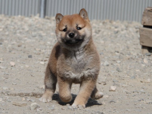 IMG_2860-shibainu-koinu