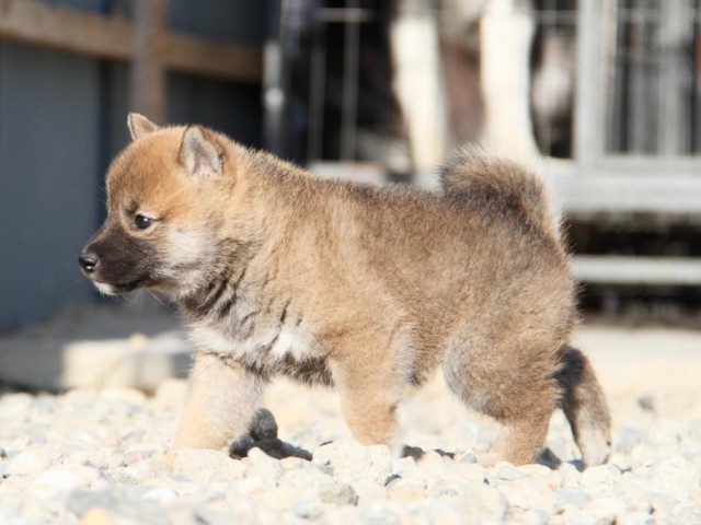 IMG_2867-shibainu-koinu