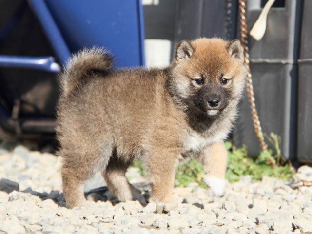 IMG_2873-shibainu-koinu