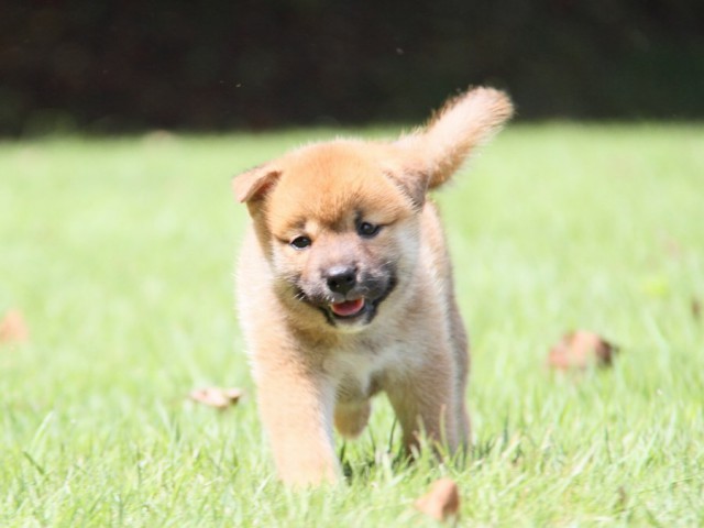 IMG_2875-shibainu-puppy