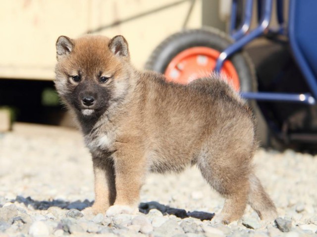 IMG_2897-shibainu-koinu