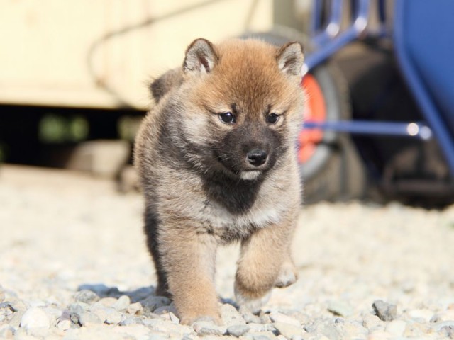 IMG_2902-shibainu-koinu