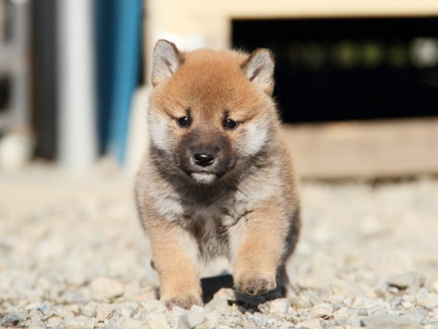 IMG_2919-shibainu-koinu