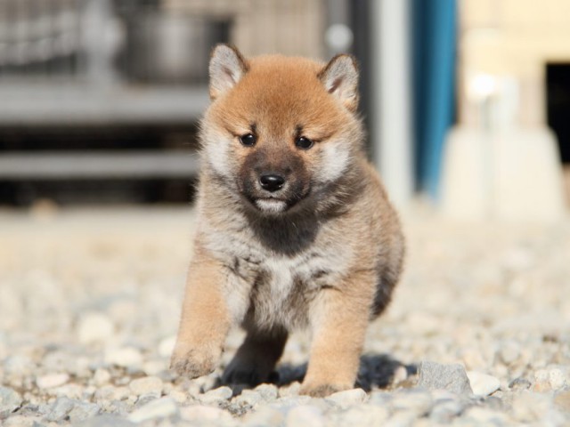 IMG_2927-shibainu-koinu