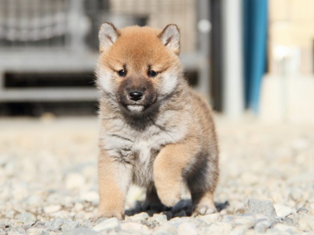 IMG_2928-shibainu-koinu