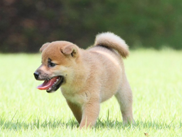 IMG_2931-shibainu-puppy