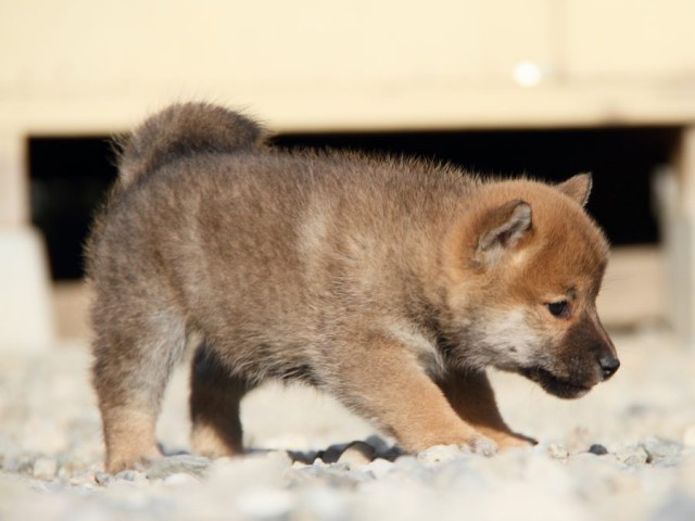 IMG_2950-shibainu-koinu