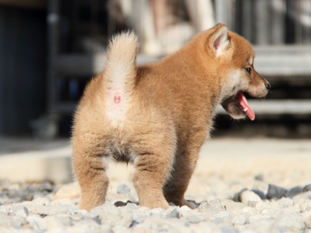 IMG_3004-shibainu-koinu