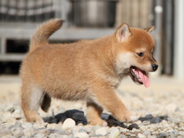 IMG_3006-shibainu-koinu