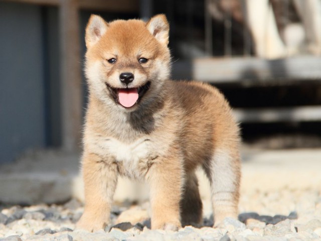 IMG_3035-shibainu-koinu