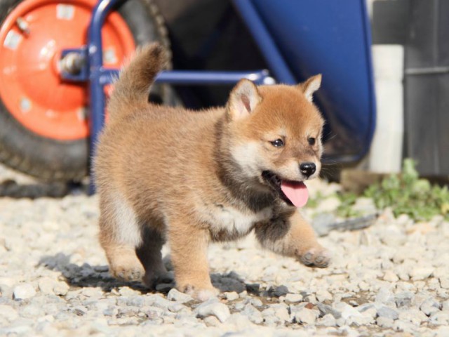 IMG_3046-shibainu-koinu