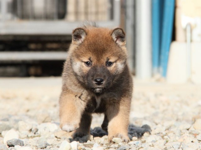 IMG_3168-shibainu-koinu