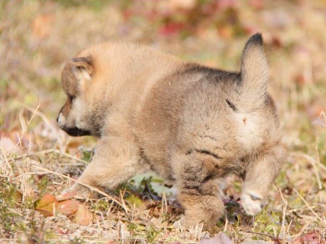 IMG_3218--shibainu Puppy