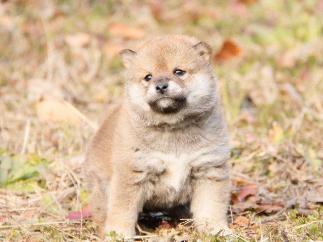 IMG_3223--shibainu Puppy