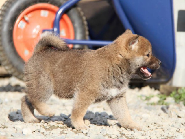 IMG_3227-shibainu-koinu