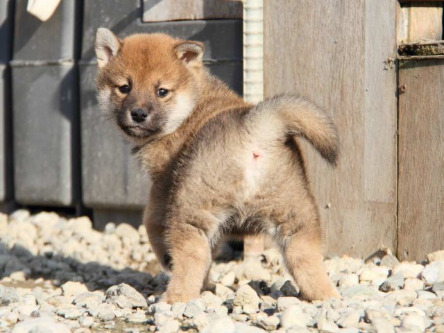 IMG_3255-shibainu-koinu