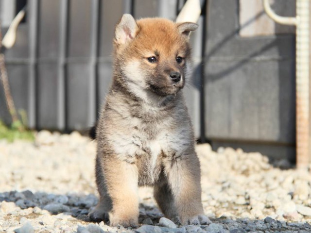 IMG_3272-shibainu-koinu