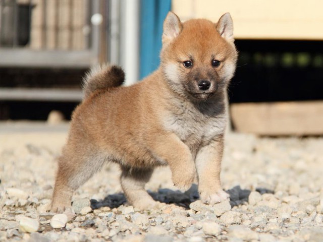 IMG_3295-shibainu-koinu