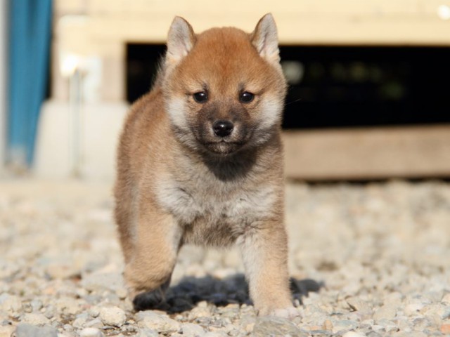 IMG_3298-shibainu-koinu